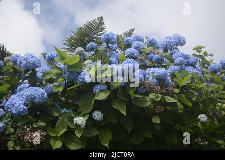 Belles fleurs fleuries , fleur pour Wallpaer , nature pour fond d'écran, Low Cost stock photo Banque D'Images