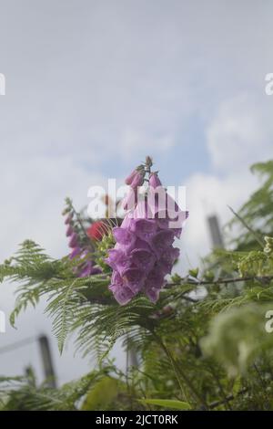 Belles fleurs fleuries , fleur pour Wallpaer , nature pour fond d'écran, Low Cost stock photo Banque D'Images