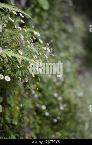 Belles fleurs fleuries , fleur pour Wallpaer , nature pour fond d'écran, Low Cost stock photo Banque D'Images