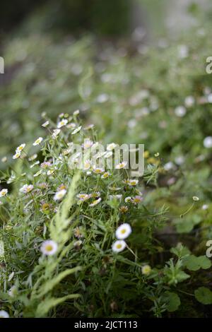 Belles fleurs fleuries , fleur pour Wallpaer , nature pour fond d'écran, Low Cost stock photo Banque D'Images