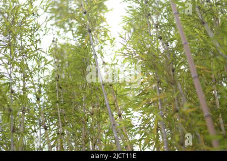 Belles fleurs fleuries , fleur pour Wallpaer , nature pour fond d'écran, Low Cost stock photo Banque D'Images