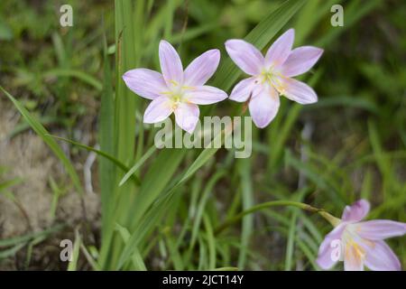 Belles fleurs fleuries , fleur pour Wallpaer , nature pour fond d'écran, Low Cost stock photo Banque D'Images