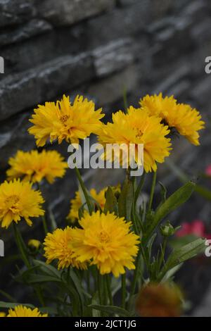 Belles fleurs fleuries , fleur pour Wallpaer , nature pour fond d'écran, Low Cost stock photo Banque D'Images