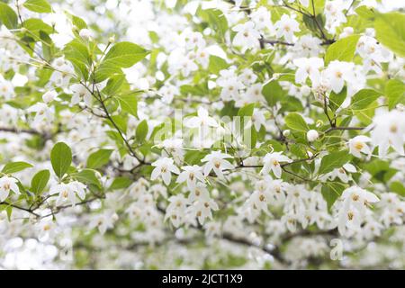 Styrax japonicus floraison. Banque D'Images