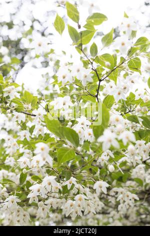 Styrax japonicus floraison. Banque D'Images