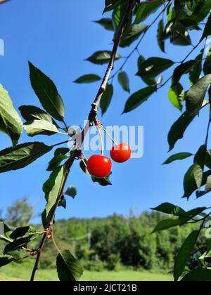 Fruits de cerise nains, goût et saveur italiens Banque D'Images
