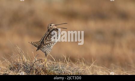 Grande bécassine, Gallinago médias, randonnée sur une touffe d'herbe sèche, fond propre, côté wiew, profil Banque D'Images