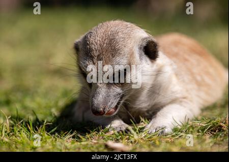 Un meerkat allongé sur l'herbe verte et à la recherche de quelque chose Banque D'Images