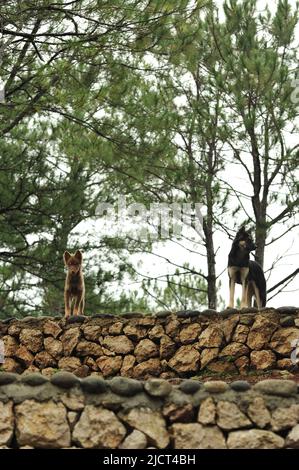 Province de montagne, Philippines : deux chiens, alertés par la présence d'étrangers, gardent le garde au bord d'un chemin bordé de pins à Sagada. Banque D'Images