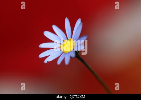 Fleur d'étoile bleue macro felicia amelloides famille compositae fond botanique moderne grande taille impression de haute qualité décoration d'accueil Banque D'Images