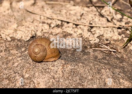 Escargot sur pierre grise sur fond flou. Espace libre, végétation, macrophotographie. Banque D'Images