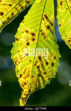 Feuille infestée et endommagée méné de feuilles de châtaigne de cheval Banque D'Images