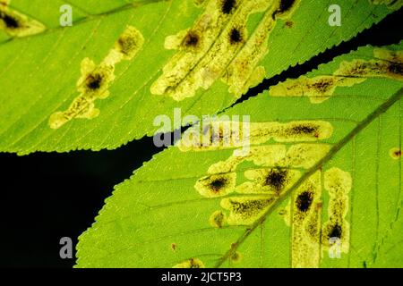 Mineur de feuilles de marrons de cheval commun, feuilles de parasites, gros plan, feuille, Aesculus hippocastanum, Leafminer, feuilles infestées et endommagées Insect Pest Banque D'Images