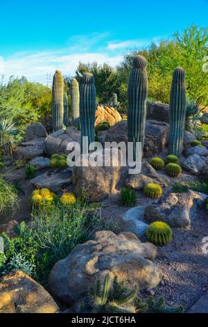 USA, PHENIX, ARIZONA- 17 NOVEMBRE 2019: Un groupe de plantes succulentes Agave et Opuntia cactus dans le jardin botanique de Phoenix, Arizona, Etats-Unis Banque D'Images