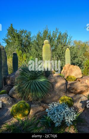 USA, PHENIX, ARIZONA- 17 NOVEMBRE 2019: Un groupe de plantes succulentes Agave et Opuntia cactus dans le jardin botanique de Phoenix, Arizona, Etats-Unis Banque D'Images