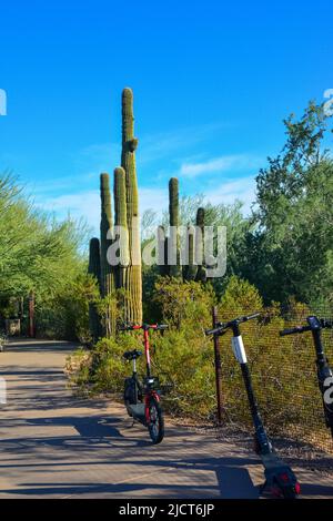 USA, PHENIX, ARIZONA- 17 NOVEMBRE 2019: Un groupe de plantes succulentes Agave et Opuntia cactus dans le jardin botanique de Phoenix, Arizona, Etats-Unis Banque D'Images