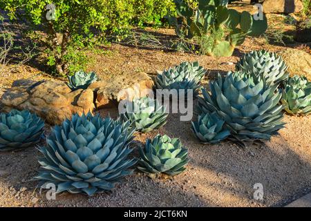 USA, PHENIX, ARIZONA- 17 NOVEMBRE 2019: Un groupe de plantes succulentes Agave et Opuntia cactus dans le jardin botanique de Phoenix, Arizona, Etats-Unis Banque D'Images