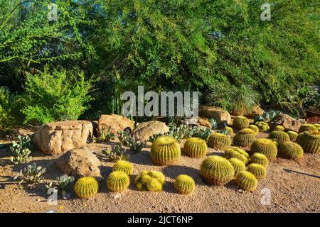 USA, PHENIX, ARIZONA- 17 NOVEMBRE 2019: Un groupe de plantes succulentes Agave et Opuntia cactus dans le jardin botanique de Phoenix, Arizona, Etats-Unis Banque D'Images