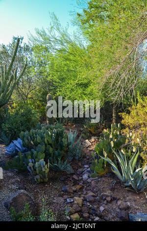 USA, PHENIX, ARIZONA- 17 NOVEMBRE 2019: Un groupe de plantes succulentes Agave et Opuntia cactus dans le jardin botanique de Phoenix, Arizona, Etats-Unis Banque D'Images