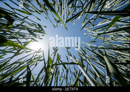 Rottweil, Allemagne. 15th juin 2022. Un champ de blé vert contre un ciel bleu. Crédit : Silas Stein/dpa/Alay Live News Banque D'Images