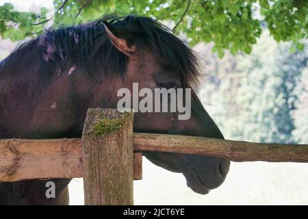 Konik polonais - poney brun - gros plan sur la tête Banque D'Images