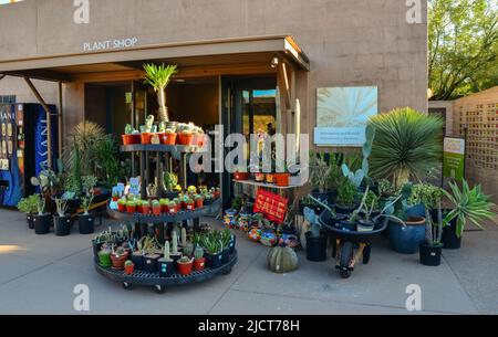 USA, PHENIX, ARIZONA- 17 NOVEMBRE 2019: Un magasin vendant différents types de cactus et de plantes dans le jardin botanique de Phoenix, Arizona Banque D'Images