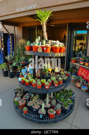 USA, PHENIX, ARIZONA- 17 NOVEMBRE 2019: Un magasin vendant différents types de cactus et de plantes dans le jardin botanique de Phoenix, Arizona Banque D'Images