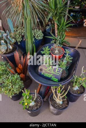 USA, PHENIX, ARIZONA- 17 NOVEMBRE 2019: Un magasin vendant différents types de cactus et de plantes dans le jardin botanique de Phoenix, Arizona Banque D'Images