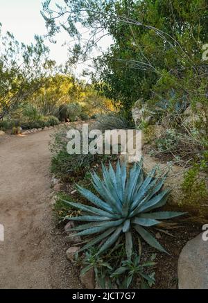 Un groupe de plantes succulentes Agave et Opuntia cactus dans le jardin botanique de Phoenix, Arizona, Etats-Unis Banque D'Images