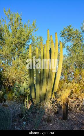 Un groupe de plantes succulentes Agave et Opuntia cactus dans le jardin botanique de Phoenix, Arizona, Etats-Unis Banque D'Images