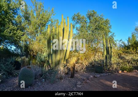 Un groupe de plantes succulentes Agave et Opuntia cactus dans le jardin botanique de Phoenix, Arizona, Etats-Unis Banque D'Images