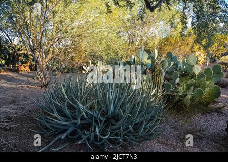 Un groupe de plantes succulentes Agave et Opuntia cactus dans le jardin botanique de Phoenix, Arizona, Etats-Unis Banque D'Images