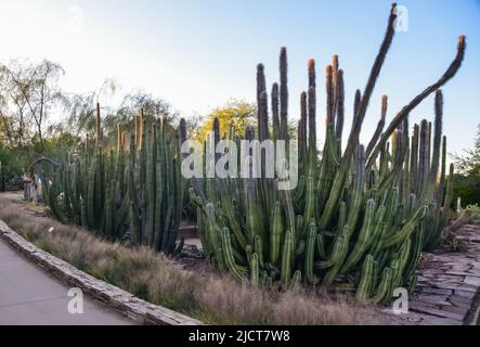 USA, PHENIX, ARIZONA- 17 NOVEMBRE 2019: Un groupe de plantes succulentes Agave et Opuntia cactus dans le jardin botanique de Phoenix, Arizona, Etats-Unis Banque D'Images