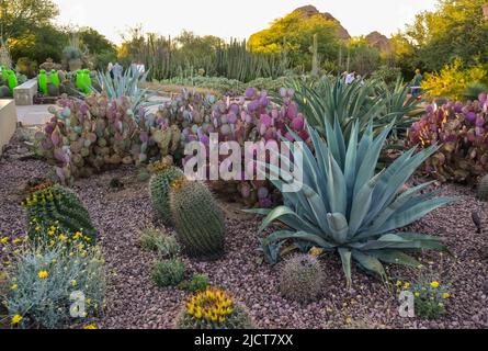 USA, PHENIX, ARIZONA- 17 NOVEMBRE 2019: Un groupe de plantes succulentes Agave et Opuntia cactus dans le jardin botanique de Phoenix, Arizona, Etats-Unis Banque D'Images