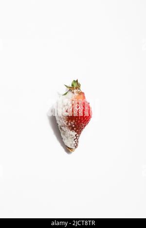 fraise pourrie sur fond blanc.problème de faim dans le monde. espace de copie. surconsommation, concept de gaspillage alimentaire. nourriture gâchée, dangereuse. Banque D'Images