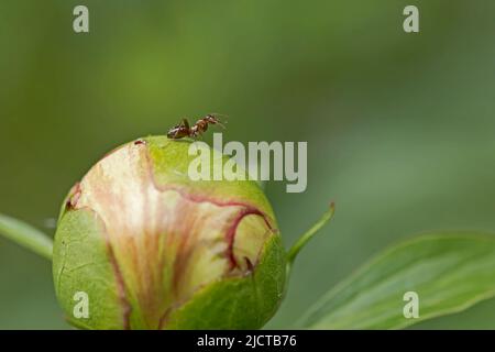 ANT sur un bouton de fleur de pivoine macro photographie Banque D'Images