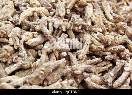 Médecine chinoise des plantes - racines américaines de ginseng (Panax quinquefolius) Banque D'Images