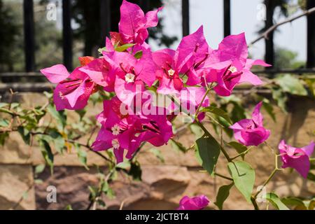 Beau rose foncé brillant Bouganvillea fleurs bouquet arbre . Également connu sous le nom de fleurs de papier dans le jardin. Plantes à fleurs Hardy arbustes toute saison Banque D'Images