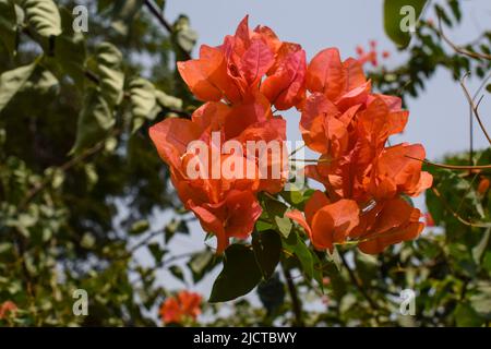 Belle orange foncé couleur pêche abat-jour brillant Bouganvillea fleurs bouquet arbre . Également connu sous le nom de fleurs de papier dans le jardin. Plantes à fleurs Hardy Banque D'Images