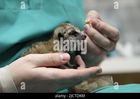 Gros plan de l'alimentation manuelle. Un vétérinaire nourrit un bébé meerkat, que la mère a refusé. Photo de haute qualité Banque D'Images