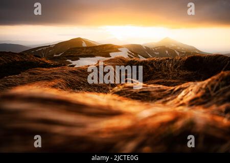 Vue sur les collines herbeuses avec des chaussettes orange et des montagnes enneigées en arrière-plan. Scène de printemps spectaculaire. Photographie de paysage Banque D'Images