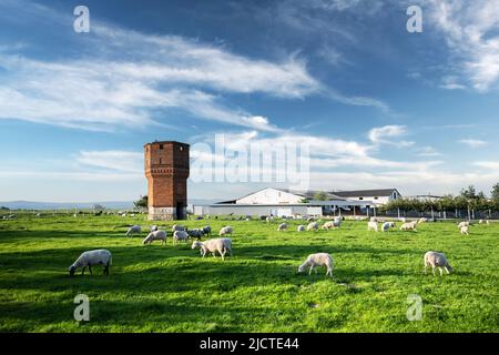 Moutons paissant à l'extérieur d'une ferme traditionnelle dans l'ouest de l'Ukraine Banque D'Images