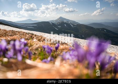 Crocus fleurit sur les montagnes des Carpates ukrainiennes de printemps. Photographie de paysage Banque D'Images