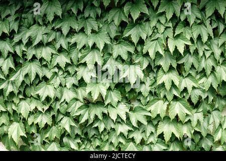 Gros plan sur la nature avec aménagement vert créatif composé de feuilles vertes en forêt. CopySpace faire en utilisant comme plantes vertes naturelles et toile de fond écologique. Pose à plat. Arrière-plan de la nature Banque D'Images