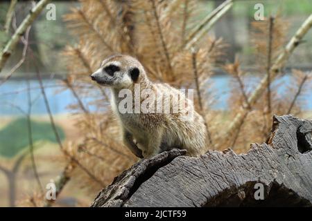 Suricate ou meerkat sur une bûche de bois en forêt sur une rive de rivière Banque D'Images