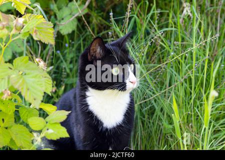 Chat domestique noir et blanc à cheveux courts assis dans de l'herbe longue Banque D'Images