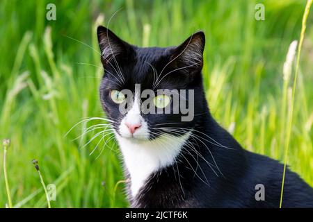 Chat domestique noir et blanc à cheveux courts assis dans de l'herbe longue Banque D'Images