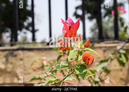 Belle orange foncé couleur pêche abat-jour brillant Bouganvillea fleurs bouquet arbre . Également connu sous le nom de fleurs de papier dans le jardin. Plantes à fleurs Hardy Banque D'Images