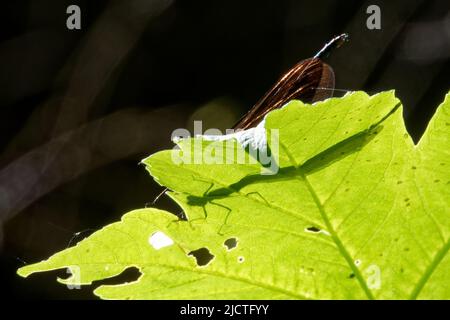 Les damselflies sont des insectes volants du sous-ordre Zygoptera dans l'ordre Odonata. Banque D'Images