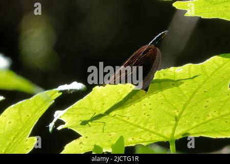 Les damselflies sont des insectes volants du sous-ordre Zygoptera dans l'ordre Odonata. Banque D'Images